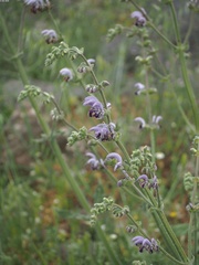 Salvia indica