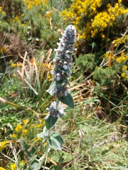 Stachys germanica