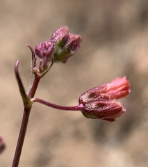 Mirabilis coccinea