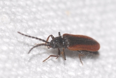 Omalisus fontisbellaquei