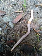 Lumbriculus variegatus