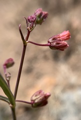 Mirabilis coccinea