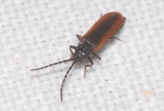 Omalisus fontisbellaquei