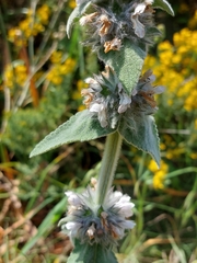 Stachys germanica