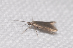Coleophora ahenella