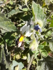 Eucerini