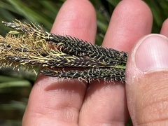 Carex senta