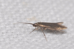 Coleophora ahenella