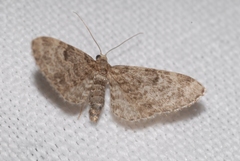 Eupithecia tantillaria