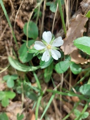 Potentilla montana