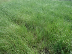 Thinopyrum obtusiflorum