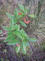 Photinia davidiana
