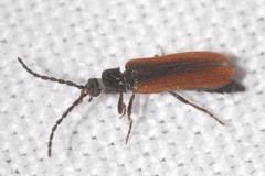 Omalisus fontisbellaquei