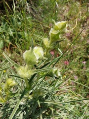 Phlomis lychnitis