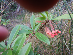 Photinia davidiana