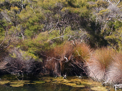 Kunzea tenuicaulis