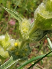 Phlomis lychnitis