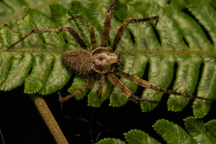 Neoscona adianta