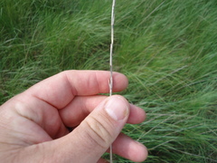 Thinopyrum obtusiflorum