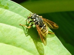 Temnostoma excentrica