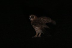 Ninox boobook boobook