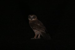 Ninox boobook boobook