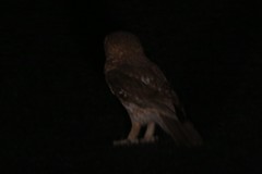 Ninox boobook boobook