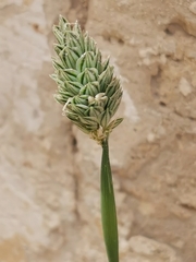 Phalaris canariensis