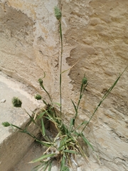 Phalaris canariensis