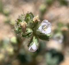Phacelia coerulea