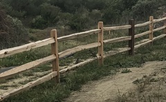 Callipepla californica