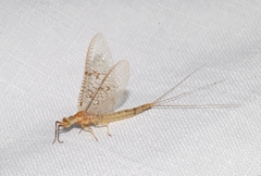 Ephemera danica