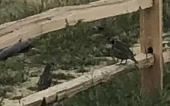 Callipepla californica