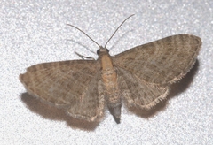 Eupithecia haworthiata