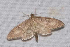 Anania lancealis