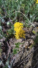 Achillea tomentosa
