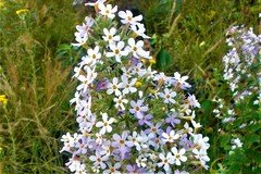 Chaenostoma floribundum
