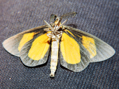 Smicropus intercepta