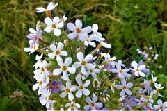 Chaenostoma floribundum