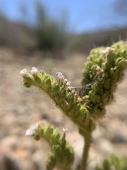 Phacelia anelsonii