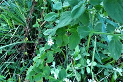 Chaenostoma floribundum
