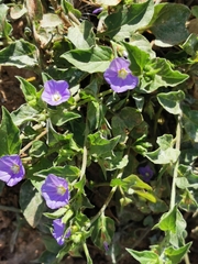 Convolvulus siculus