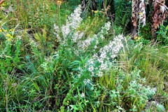 Chaenostoma floribundum