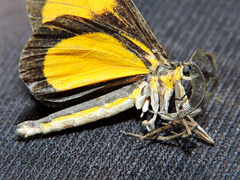 Smicropus intercepta