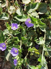 Convolvulus siculus