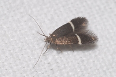 Aproaerema cinctella