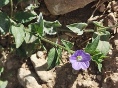 Convolvulus siculus