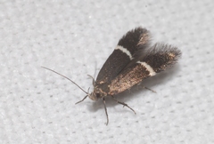 Aproaerema cinctella