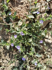 Convolvulus siculus