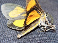 Smicropus intercepta